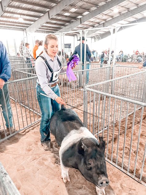 Show Pig Outfits, Livestock Show Aesthetic, Show Pig Aesthetic, Pig Show Outfits, Livestock Aesthetic, Ffa Aesthetic, Livestock Show Outfits, 4h Pigs, 4h Livestock