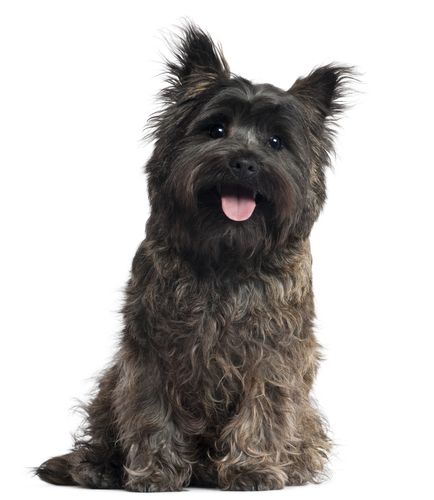 Cairn Terrier Puppies, What Kind Of Dog, Cairn Terriers, Terrier Breeds, Popular Dog Breeds, Most Popular Dog Breeds, Terrier Puppies, Cairn Terrier, Popular Dog