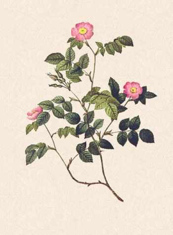 Nootka rose Prairie Rose Tattoo, Nootka Rose, Wild Prairie Rose, Prairie Rose, Tattoo Time, Wild Garden, Rose Illustration, Botanical Tattoo, Rose Drawing