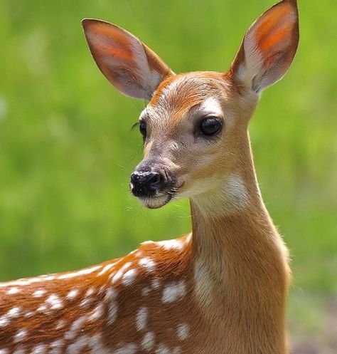 Side Profile Drawing, Deer Photography, Animal Photography Wildlife, Deer Photos, Profile Drawing, Deer Pictures, Side Profile, Baby Deer, Barn Owl