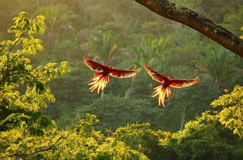 Visit Costa Rica, Monteverde, Beautiful Creatures, Animal Kingdom, Ecuador, Costa Rica, Pet Birds, Parrot, Nature Photography