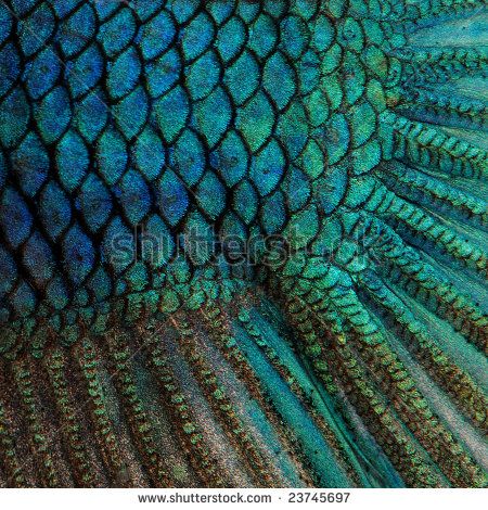 Blue Betta Fish scales close-up. Peacock Aesthetic, Connections Art, Animal Texture, Reptile Skin, Fish Scale Pattern, Catty Noir, Fish Skin, Fish Scale, Sea Creature