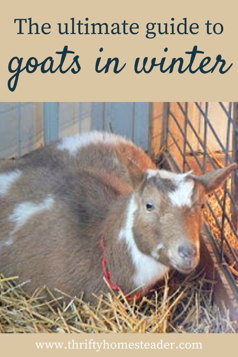 Goat House Ideas For Winter, Winter Goat Shelter, Goat Pin Ideas, Goats In Winter, Backyard Goats, Keeping Dairy Goats, Breeding Goats, Goat Pin, Goat Life