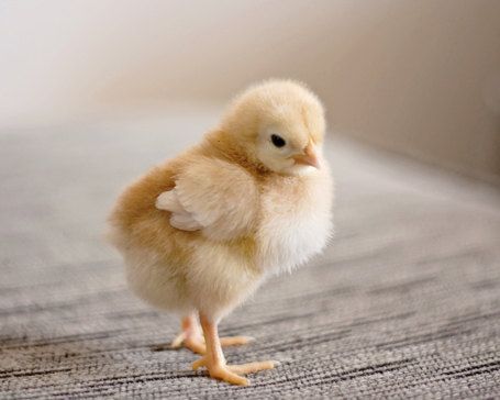 Pollo Animal, Nature Photography Animals, Day Old Chicks, Nursery Art Decor, Photography Spring, Farm Nursery, Baby Chickens, Baby Chick, Pet Chickens