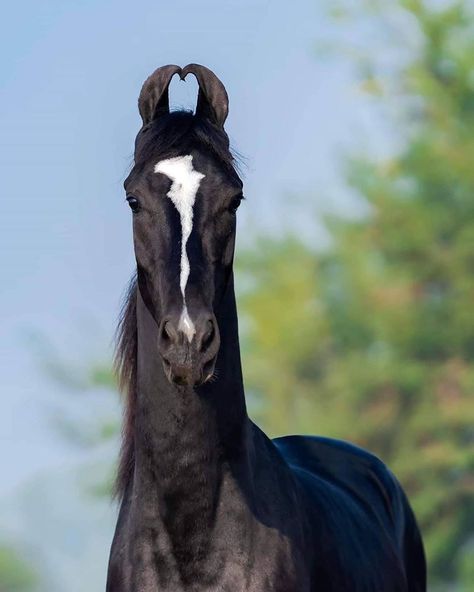 Horses & Equestrian Lifestyle on Instagram: “Isn’t this amazing 😍😍His ears look like the shape of a heart ❤️ Love Marwari horses. Don’t forget to tag your friend who would love to see…” Rare Horse Breeds, Different Horse Breeds, Marwari Horses, Rare Horses, Pony Breeds, Black Stallion, Friesian Horse, Horses And Dogs, Hobby Horse