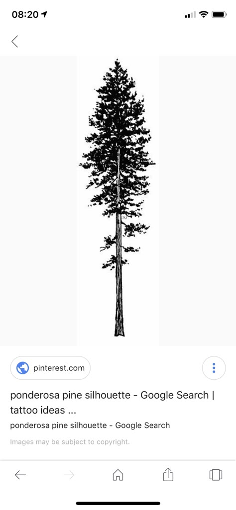 Georgia Pine Tree Tattoo, Single Line Pine Tree Tattoo, Big Pine Tree Tattoo, Ponderosa Pine Tattoo, Line Work Pine Tree Tattoo, Pine Tree Silhouette Tattoo, Ponderosa Pine Drawing, Ponderosa Pine Tree, Tree Tattoo Forearm