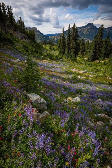 Forrest Weddings, Mountains Flowers, Traveling Aesthetic, Mountain Aesthetic, Nature Mountains, Pretty Landscapes, Mutual Respect, Jolie Photo, Beautiful Scenery Nature