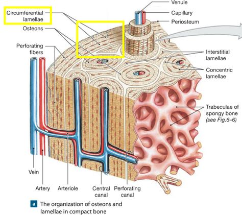 Chapter 6: Osseous Tissue and Bone Structure Flashcards | Easy Notecards Bone Diagram, Structure Of Bone, Red Bone Marrow, Sistem Saraf, Radiology Student, Anatomy Bones, Basic Anatomy And Physiology, Nursing Student Tips, Biology Lessons