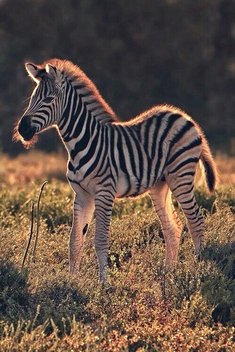 Young Zebra Baby Zebra, African Wildlife, African Animals, Wildlife Animals, Animal Planet, Animal Photo, Zebras, Art Plastique, Beautiful Creatures