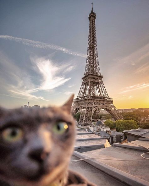 Hilarious Travel Photobombs | Far & Wide Cat In Paris, Cat Images Hd, Paris Cat, French Cat, Funny Cat Images, Cat Pictures For Kids, Cat In Heat, Kitten Images, Paris Wallpaper