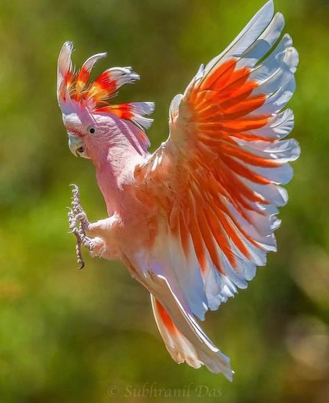 Galah Cockatoo, Australian Parrots, Pink Cockatoo, Tropical Animals, Image Chat, Australian Wildlife, Most Beautiful Birds, Australian Birds, Australian Animals