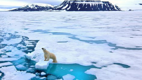 Greenland's ice sheet melted at its most rapid rate of the summer on Thursday. Longyearbyen, Ice Sheet, Arctic Sea, Sea Ice, Polar Bears, Amazing Facts, Guinea Pig, Santa Maria, Cruise Ship