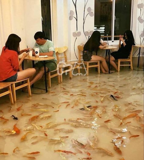 Cafe Japan, Live Fish, We Are The World, Picture Video, Xbox, Steam, Vietnam, Funny Pictures, Art Gallery