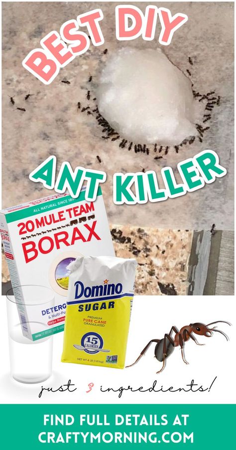 How To Get Rid Of Ants Naturally In The House, Ant Borax Recipe, Diy Any Killer Indoor, Any Killer Natural, How To Get Rid Of Ants Naturally, Ant Spray Diy Homemade How To Get Rid, How To Get Rid Of Anys In The House, Ant Remedy Diy How To Get Rid, Ant Removal Indoors