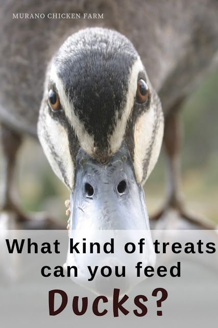 Duck Enclosure, Duck Farming, Backyard Ducks, Duck Coop, Raising Ducks, Wild Duck, Pet Ducks, Pheasant Hunting, Chicken Treats