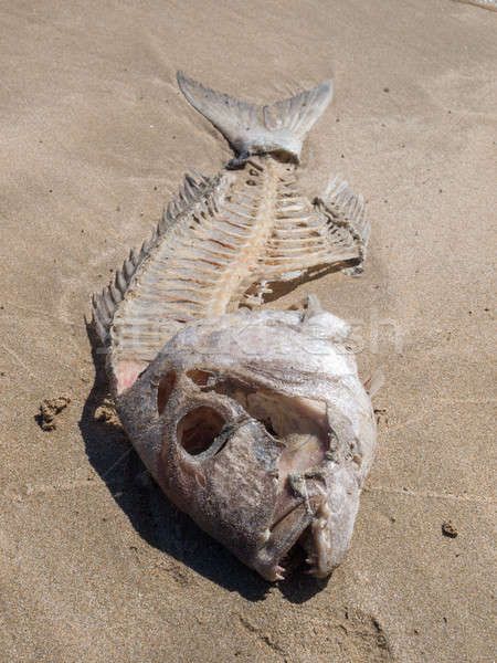 Dead Fish, Gcse Art, Fish Bone, Fish Art, Tropical Fish, Hand Print, Icon Set, Free Stock Photos, Art Reference