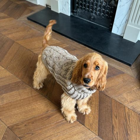 All Posts • Instagram Dogs With Sweaters, Dog In Sweater, English Cocker Spaniel Puppy, Golden Cocker Retriever, Dogs In Sweaters, English Cocker Spaniel Puppies, Dogs Sweater, Cocker Spaniel Puppy, Cocker Spaniel Puppies