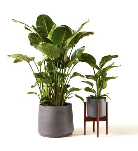 Nicolau £60.00 - £180.00 Strelitzia Nicolai  White Bird of Paradise; Wild Banana Banana Plant Indoor, Giant Bird Of Paradise, Tall House Plants, White Bird Of Paradise, Strelitzia Nicolai, Philodendron Scandens, Tall Indoor Plants, Fox Den, Banana Plant