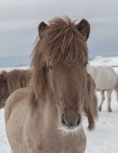 Icelandic Ponies, Icelandic Pony, Iceland Horses, Minecraft Horse, Horses In Snow, Icelandic Horses, Winter Horse, Pony Breeds, Shetland Pony