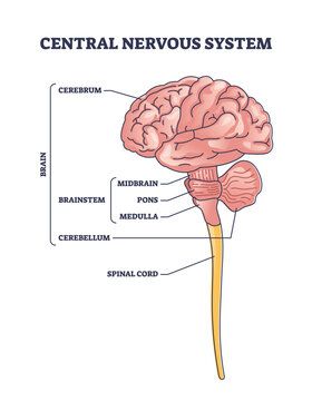 Nervous System Model, Cerebellum Anatomy, Human Brain Diagram, Nervous System Parts, Nervous System Diagram, Nervous System Anatomy, Human Nervous System, Brain System, Peripheral Nervous System