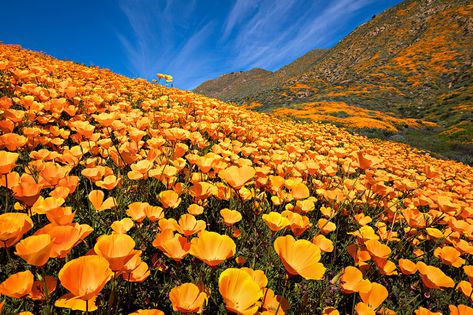 California Flowers, Environment Inspiration, Borrego Springs, California Wildflowers, Beautiful California, Tulip Festival, Rose City, California Poppy, Sunflower Fields