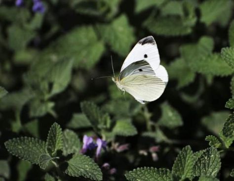 Cabbage White butterfly by Jessie Bergman 💚 Cabbage White Butterfly, Cabbage Butterfly, White Butterfly, Insects, White, Quick Saves