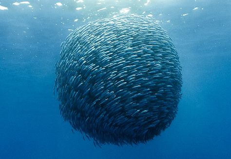 This giant ball of Mackeral was formed by entrepreneurial fishermen who fed ferrous metals to the fish over a period of 30 days. They then let a 20 lb. neodymium magnet into the ocean, aggregating more than 500,000 fish, that were then caught with a massive net. Jacques Perrin, Fauna Marina, Underwater Life, Water Life, Ocean Creatures, Sea World, In The Ocean, Sea And Ocean, Underwater World