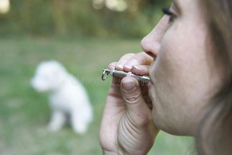 Pet Owner Training Dog Using Whistle. Close Up Of Pet Owner Training Dog Using W #Sponsored , #AD, #advertisement, #Owner, #Close, #Whistle, #Pet Dog Training, Dogs, Pet Owner, Pet Owners, Close Up, Stock Images, Train, Stock Photos, Pet