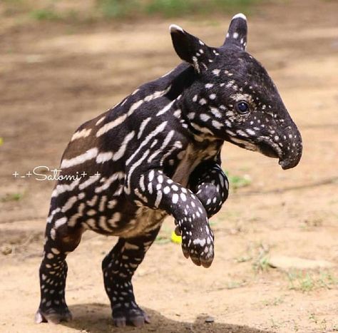 Pangaea Wild: “Baby Malayan tapir 📸 || @s.okano521 Rare Animals, Interesting Animals, Unusual Animals, Pretty Animals, Photo B, Amazing Animals, Wildlife Animals, Weird Animals, Unique Animals