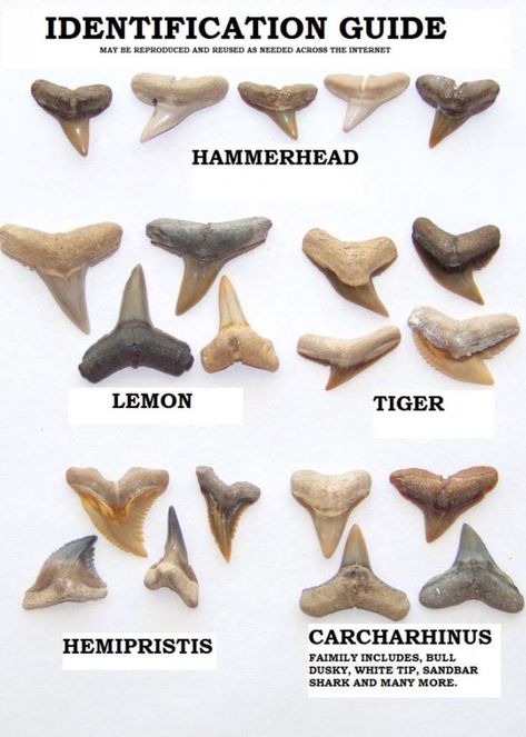 Sharks teeth identification chart. Florida Fossils, Shark Teeth Crafts, Sandbar Shark, Sharks Teeth, Shark Facts, Fossil Hunting, Animal Teeth, Beach Finds, She Sells Seashells