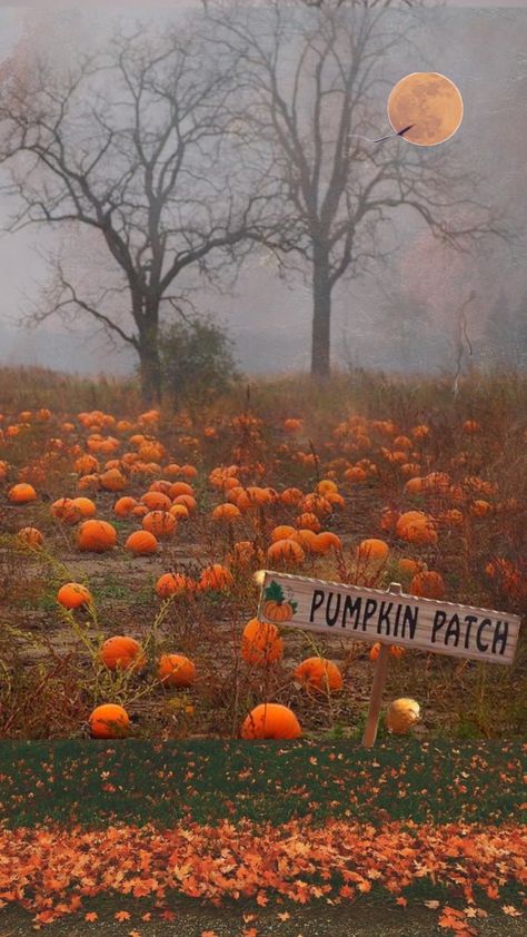 Fall Pictures Pumpkins, Sanguine Aesthetic, Pumpkin Fall Pictures, Fall Astethic Photos, Fall Pumpkins Aesthetic, Fall Aesthetic Pumpkin Patch, Pumpkin Patch Background, Fall Aesthetic Pumpkin, Pumpkin Fall