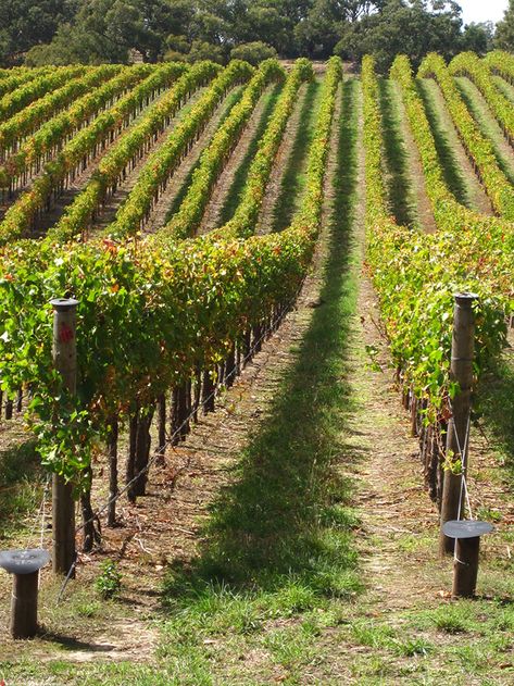 15 Hunter Valley wineries that only locals know aboutMr and Mrs Romance Homestead Exterior, House Garden Design, Garden Design Home, Kandahar Afghanistan, Yarra Valley Wineries, Design Home Ideas, Wine Garden, Italian Vineyard, Cellar Doors