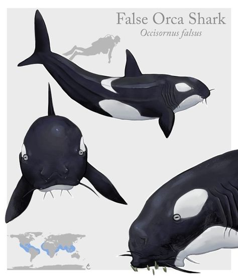 (99+) AVNJ on youtube is having a invent a fish contest so I made the False Orca Shark! Here’s the bio I wrote for this dude: Kingdom:... – @camiliar no Tumblr Shark Creature Design, Orca Oc, Surreal Sketch, Oddly Familiar, Spec Evo, Speculative Biology, Sea Creatures Art, Myths & Monsters, Animal Illustration Art