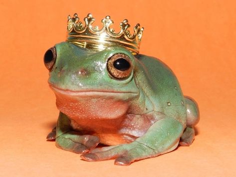 our majesty, le frogé🤴 ~ ☆ ☆ ☆ ☆  #frog #frogs #toad #toads #amphibian #amphibians #amphibiansofinstagram #toadsofinstagram Green Frog, A Frog, Orange, Green, Gold