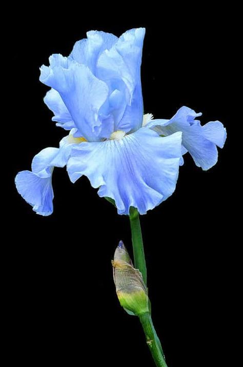 Iris Flower Painting, Blue Iris Flowers, Flower Step By Step, Iris Painting, Blue Iris, Iris Garden, Iris Flower, Gardening Advice, Iris Flowers