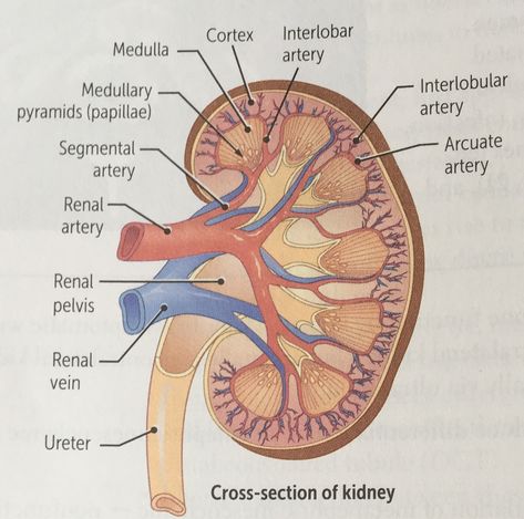 Physical Therapy Quotes, Surgical Technologist Student, Renal Physiology, Kidney Anatomy, Human Respiratory System, Human Kidney, Human Skeleton Anatomy, Anatomy Images, Sistem Saraf