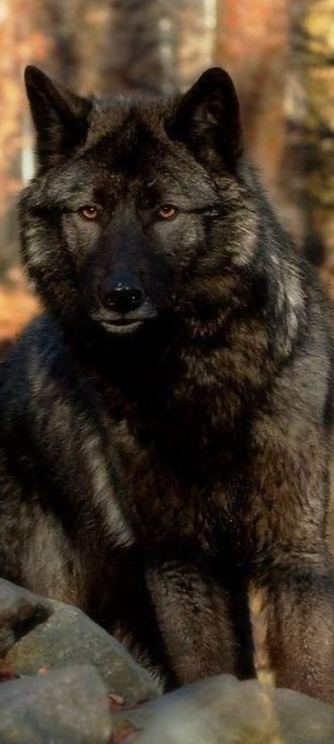 Timber Wolves, Wolfdog Hybrid, Brown Wolf, Spirit Wolf, Fierce Animals, Wolf Photography, African Wild Dog, Wolf Photos, Wolf Spirit Animal