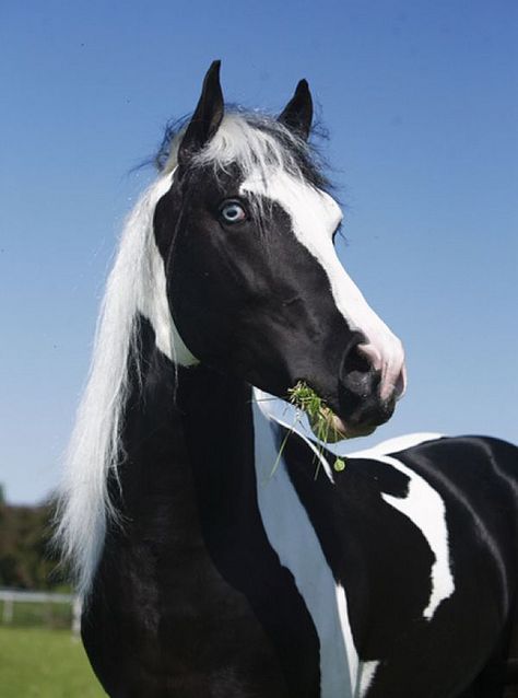 Tobiano Friesian Sport Horse stallion  - Gorgeous horse. Paint Horses, Friesian Horse, Cheval Pie, Horse Portraits, Rare Horses, Cai Sălbatici, Horse Colors, Most Beautiful Horses, Most Beautiful Animals