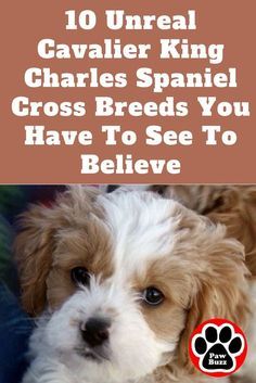 If you love Cavalier King Charles Spaniels as much as we do then you're sure to love these 10 gorgeous Cavalier King Charles Spaniel mixes. Cavalier King Charles Spaniel Blenheim, King Spaniel, Teddy Bear Puppies, Cavachon Puppies, King Charles Puppy, Spaniel Breeds, Cavalier King Charles Dog, Cavalier Spaniel, King Charles Dog