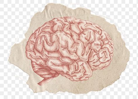 Brain Png Aesthetic, Edit Elements Png, Notes Png Aesthetic, Collage Pieces Png, Paper Sticker Png, Art Png Aesthetic, Brain Collage, Brain Aesthetic, Brain Png