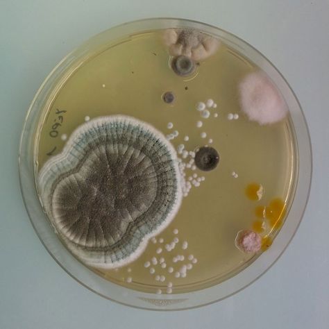 magical contamination: mould as art by antoine bridier-nahmias - designboom | architecture & design magazine Growth And Decay, Petri Dishes, Bio Art, Petri Dish, Microbiology, Science Art, Natural Forms, An Animal, No. 2