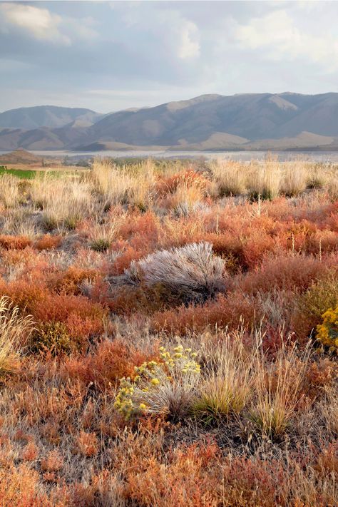 Fiery fall sagebrush in the Oregon High desert. High Desert Aesthetic, Oregon In The Fall, High Desert Oregon, Oregon Landscape Photography, Rock Reference, Oregon Desert, Southwestern Gothic, Oregon Fall Foliage, Fall Lockscreen