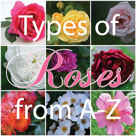 Types of Roses - this site has an easy to follow, summary of the various types of roses. Faster education than getting through the comprehensive book "Roses" by Phillips & Rix. Type Of Roses Flowers, Varieties Of Roses, Flowers That Look Like Roses, Roses Types Different, Different Kinds Of Roses, Different Roses Types, Types Of Roses Chart, Roses Types, Roses Names