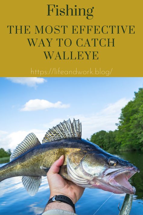 Crappie Rigs, Walleye Fishing Lures, Fishing Knowledge, Walleye Rigs, Fish Taxidermy, Walleye Fishing Tips, Outdoor Hobbies, Fish Chart, Fishing Hook Knots