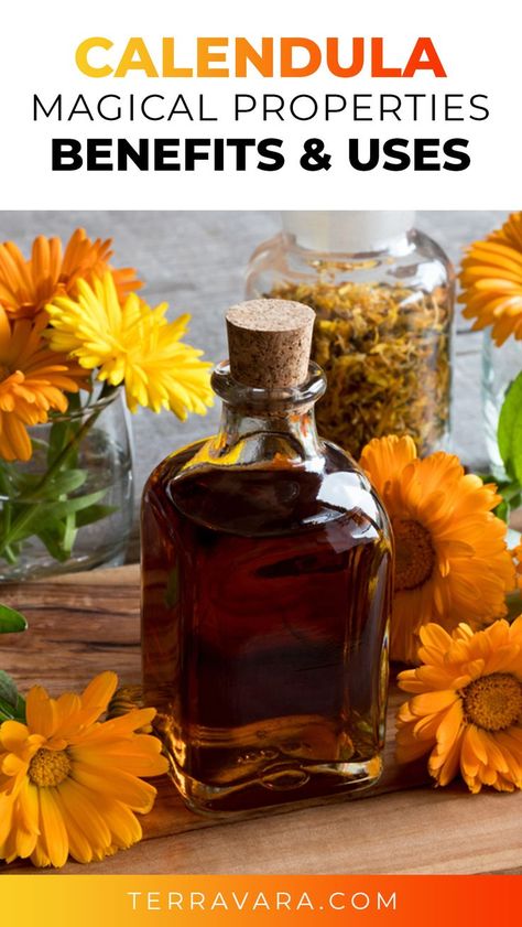 Magical properties, benefits and uses of Calendula. Pot Marigold, Superfood Smoothies, Lotion Bars Recipe, Calendula Benefits, Magickal Herbs, Witch Herbs, Calendula Officinalis, Plant Magic, Herbal Teas Recipes