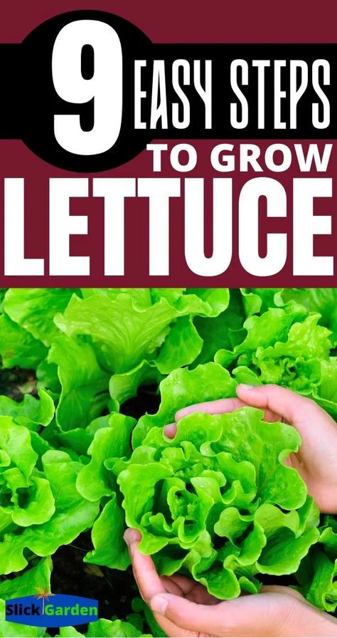 Cabbage In Containers, Planting Lettuce Seeds, Romaine Lettuce Growing, Grow Cabbage, How To Grow Lettuce, Lettuce Grow, Planting Lettuce, How To Harvest Lettuce, Easy Vegetables