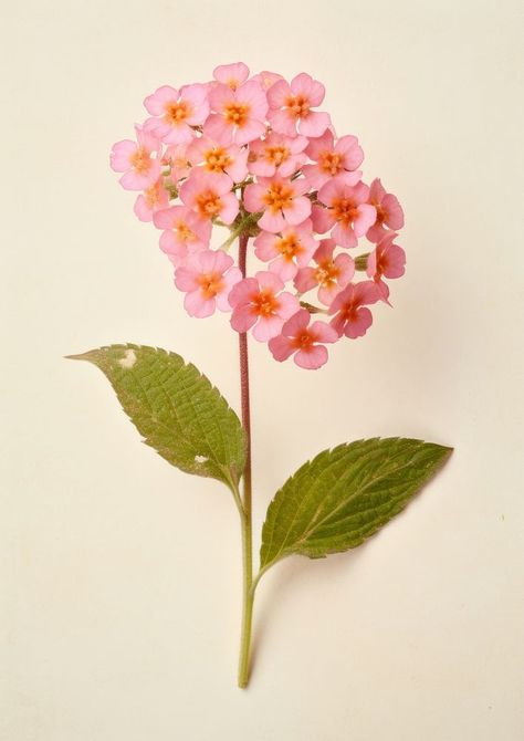 Real pressed a single pink Lantana flower lantana blossom plant. AI generated Image by rawpixel. | free image by rawpixel.com / Boom Real Images Of Flowers, Lantana Drawing, Lantana Aesthetic, Lantana Tattoo, Pink Lantana, Lantana Flower, Spanish Flowers, Coastal Plants, Flower References