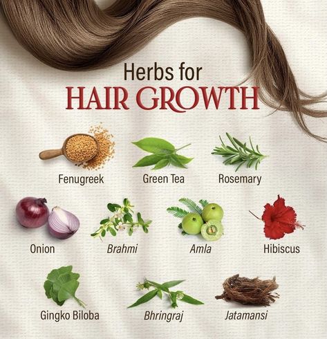 Chinese Medicine Hair Growth, Hair Growth Recipes, Herbal Hair Dye, Plant Hair, Herbs For Hair Growth, Herbs For Hair, Hair Growth Foods, Easy Care Hairstyles, Hair Care Remedies