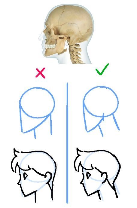 Human Head, Anime Drawings Tutorials, Anatomy Art, Drawing Lessons, 영감을 주는 캐릭터, Art Tutorials Drawing, Digital Art Tutorial, Drawing Base, Drawing Reference Poses