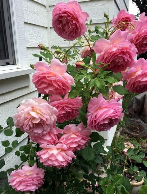 Jubilee Celebration Rose, Rosé Theme, Fragrant Roses, Nature Environment, Flowers And Garden, Dark Nature, David Austin Roses, Plants To Grow, David Austin